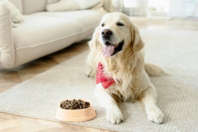 ご飯と大型犬