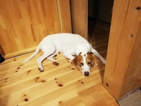 犬が『しんどい』と感じているときにする行動５選　見逃したくないサインとは？
