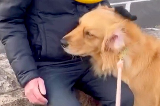 夕方、散歩中に『知らないおじいちゃん』と出会った大型犬→優しさが滲み出ている『尊いやり取り』が15万再生「ほっこりする」「愛され上手!」