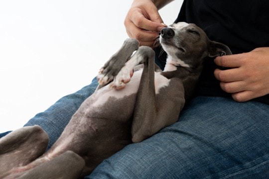 犬が『警戒心ゼロ』な状態とは？どんな態度や仕草をみせるの？リラックスしてもらうコツまで