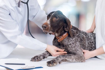 飼い主と一緒に獣医師の診察を受ける犬