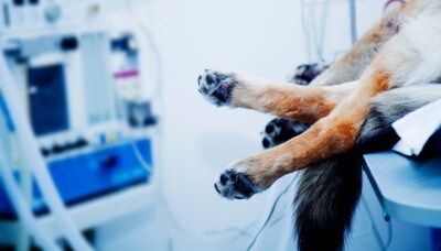 手術台に乗っている犬の足