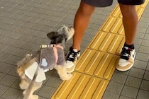 留学中の息子が帰国したのでお迎えへ→一緒に行った犬が『信じられない様子』で…尊い再会の瞬間とお別れが17万再生「ラブラブ爆発」「泣けた」