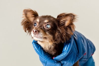 目が白く濁った小型犬