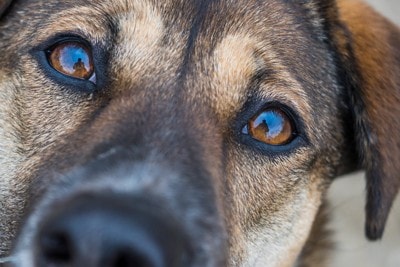 犬の目