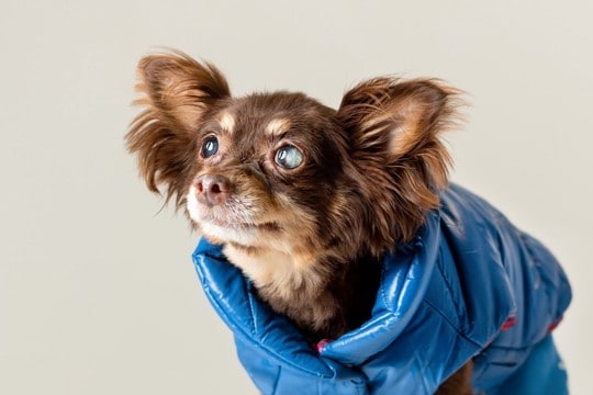 犬の『視力が低下』したときにみせるサイン5選　判断する方法や適切な対応まで