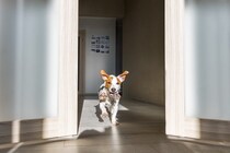 犬にとって危険な『室内の遊び』5選　今すぐ止めるべき飼い主の絶対NG行為とは？