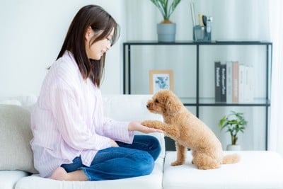 アイコンタクトを取っている犬と飼い主の写真