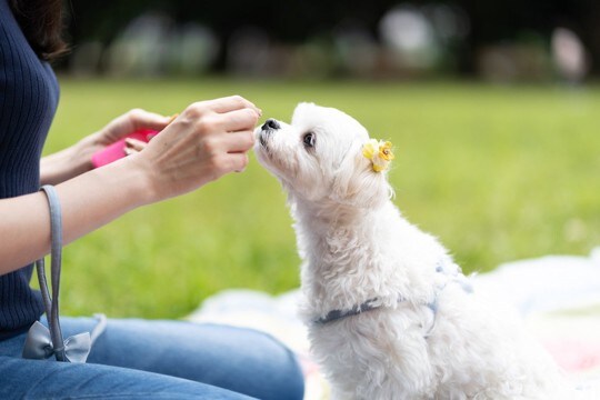 愛犬が『言うことを聞かない』のは信頼関係ができていないから?行動分析学的に見た信頼の築き方