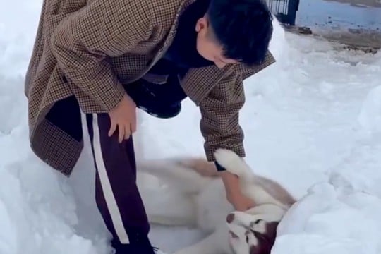 ドッグランから帰りたくない大型犬→駄々をこね始め…抵抗する姿が『人間の子ども』のようだと118万再生「イヤイヤ期で草」「全身で阻止w」