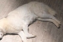 『最終回すぎる犬』寝転がる大型犬がライトで照らされた結果…まさかの光景に25万いいね「フランダースの犬で泣いた」「完全にエンディング」