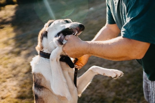 犬に噛まれたときの『絶対NG行為』3つ 思わぬトラブルを引き起こすことも…