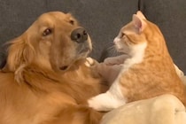 猫パンチされる大型犬→まるで『芸人のツッコミのような状況』が45万再生「トムブラウン忠実に再現されてるｗｗ」「M-1出れるｗ」と爆笑続々
