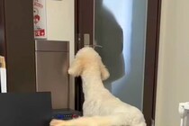 大好きなお姉ちゃんが1年ぶりに帰ってきたら、大型犬が…予想を超える『熱烈大歓迎』が19万再生「身長も変わらないｗｗ」「愛だね」と反響