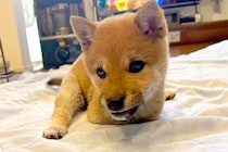 生まれつき『前足がない犬』→衝撃的な出会いと家族の覚悟…現在の『ハンデに負けない姿』に思わず感動「すごい！天才」「瞳がキラキラしてる」