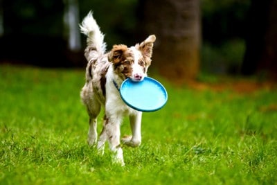 フリスビーを咥えて持ってくる犬