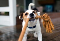 『人と遊ぶのが好きな犬』の特徴５選　フレンドリーなワンコの共通点や満足させる運動方法まで