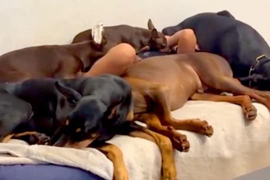 小学生の男の子が『大量の犬に囲まれて眠った』結果→『まさかの光景』が55万表示「よくこの状態で寝れるなｗｗ」「もう犬の仲間で草」と絶賛