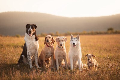 複数の犬