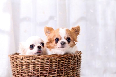 2匹の小型犬