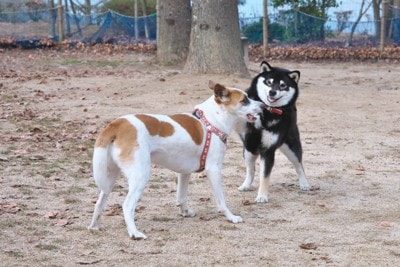 犬の挨拶