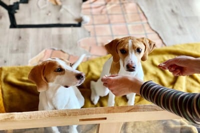 手に持った餌を見つめる2匹の犬