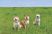 犬を多頭飼いする『メリット・デメリット』とは？相性の良し悪しを測る方法はあるの？