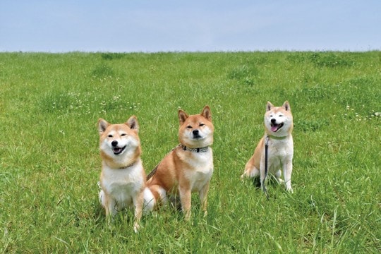 犬を多頭飼いする『メリット・デメリット』とは?相性の良し悪しを測る方法はあるの?