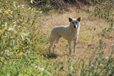 離れて見ている白い犬
