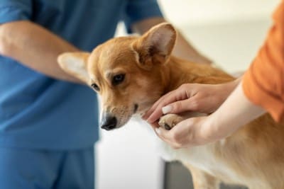 飼い主に手を握られながら診察を受ける犬