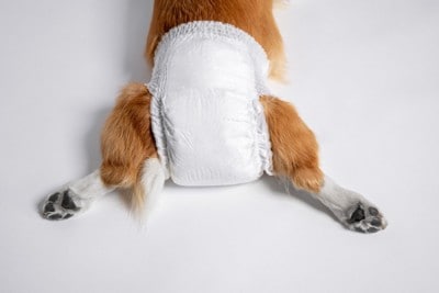 おむつを着けた犬のお尻