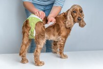 「早すぎる避妊」は要注意？愛犬の『将来の尿モレ』を防ぐ方法【最新研究を獣医が解説】