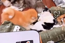 猫まみれの中で育った『秋田犬』→怒られながらも、絆を深めて…尊すぎる『現在の光景』に反響「すごい変化」「ブチギレられても好きなの伝わる」