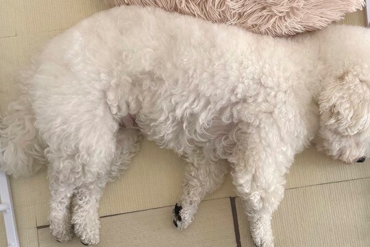 ケージに頭をくっつけて眠るふわふわ犬→よく見てみると…もはや柵の外に出ている光景に反響「頭から柵が生えてる」「可愛すぎるww」と絶賛の声