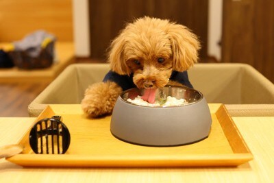 ご飯を食べるトイプードル