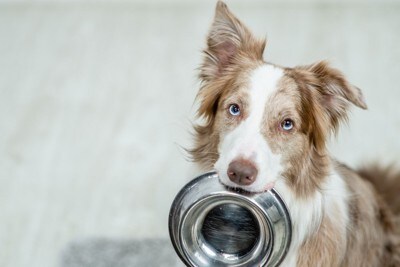 お皿を咥える犬