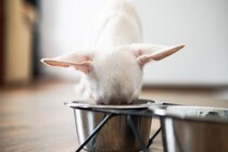 犬に使ってはいけない『NG食器』4選　危険だと言われている理由や正しい選び方まで