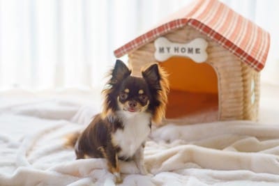 犬のお家