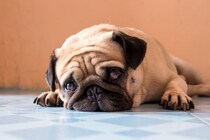 犬が『精神的にツライ』と感じているサイン5選　愛犬にストレスを与えるタブー行為まで