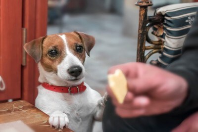 飼い主の食事を見るジャックラッセル
