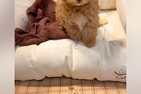 『ママ、たすけて…』ベッドから降りられない小さな子犬→あまりにも赤ちゃんすぎる『困り顔』が46万再生「表情がたまらん」「犬生一周目ww」