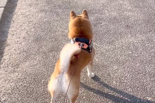 『初恋の男性』を見つけた犬→気が付いた瞬間に…『大好きが溢れている光景』が22万再生「どうにも止まらない」「乙女」「凄いダッシュｗ」