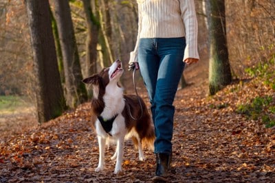 散歩中に飼い主を見つめる犬