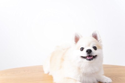 見上げる犬