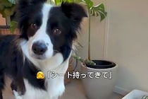 世界一頭が良い犬種に『シート持ってきて』とお願いしてみた結果…初めてとは思えない『衝撃の光景』が139万再生「前世人間？」「天才すぎる」
