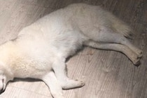 『最終回すぎる犬』寝転がる大型犬がライトで照らされた結果…まさかの光景に25万いいね「フランダースの犬で泣いた」「完全にエンディング」