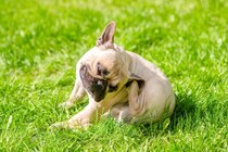 犬が『花粉症』になるとどうなるの？人とは異なる症状や主な治療法まで解説