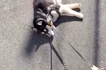 ハスキー犬が『散歩拒否』で動かなくなった結果→呆れた弟犬が…『まさかの光景と結末』に称賛の声「ナイスアシスト」「一生懸命で可愛い」