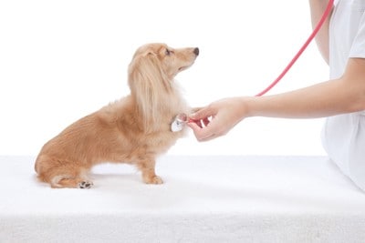 聴診器を当てている犬