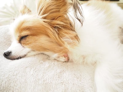 熟睡する犬